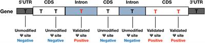 PIANO: A Web Server for Pseudouridine-Site (Ψ) Identification and Functional Annotation